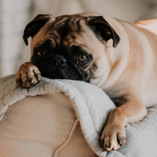 a dog lying on a couch